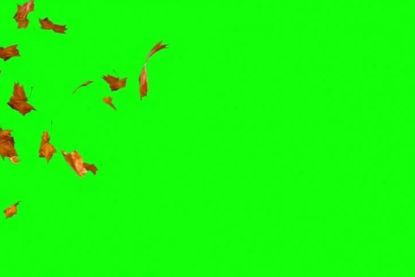Shutterstock Video