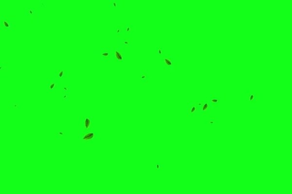 Shutterstock Video
