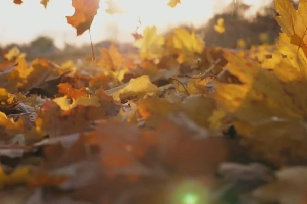 Shutterstock Video