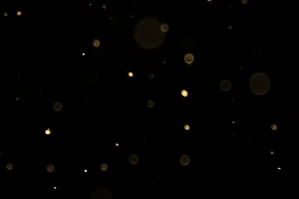 Shutterstock Video